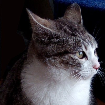 イカみみ野良猫 Ikamimi Neko4 Twitter