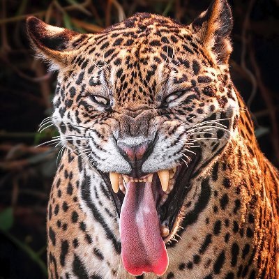 MeK04510710's profile picture. Pragmatiker und Agnostiker bis ins Mark.
Schwarz, braun, gelb, gemischt, weibl., männl., divers? Wen interessierts? Gibt nur A..löcher und erträgliche A..löcher