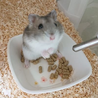 Hammann_ikka's profile picture. ジャンガリアンハムスターたちと👶
アイコンはもも♂
🐹のお尻を見たりつついたりするのが生きがい