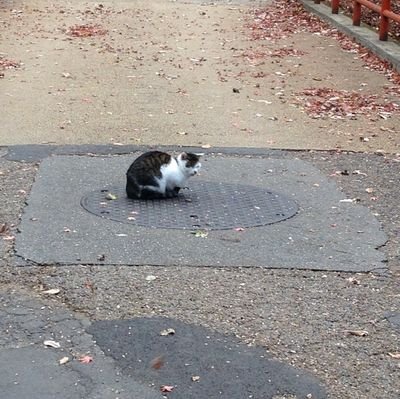 q41VIQ1OTPhnxWQ's profile picture. 勉強垢。2020年度から放送大学全科履修生。 2024年3月心理・教育系コース卒業。 2024年4月に情報コースに再入学。つよくてニューゲームの放送大学学生生活（2回目）。 放送大学生の方々、心理・教育、情報系についてツイートしてる方々に興味があります。 無言フォローの際は御容赦いただけると幸いです。