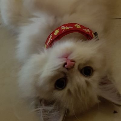 negarayanglawak's profile picture. 