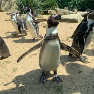 I love Penguins 🐧