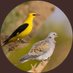 راصد طيور السعودية Saudi birds 🇸🇦 (@birds_bader2) Twitter profile photo راصد طيور السعودية Saudi birds 🇸🇦 (@birds_bader2) Twitter profile photo