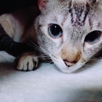 モンゴ以下 (@yasmarts) 's Twitter Profile Photo モンゴ以下 (@yasmarts) 's Twitter Profile Photo