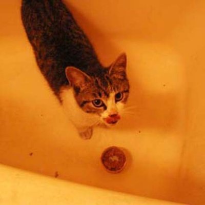 生き物苦手板用語bot クラッシュビデオ クラッシュフェチ 女性が足で何かを破壊する光景に興奮する性的嗜好 を満たすために撮影されたビデオ 本来は破壊の対象は生物に限らないが 生き物苦手板では女性が猫を踏み潰して破壊する動画のことを指す 生き物苦手板用語bot クラッシュビデオ クラッシュフェチ 女性が足で何かを破壊する光景に興奮する性的嗜好 を満たすために撮影されたビデオ 本来は破壊の対象は生物に限らないが 生き物苦手板では女性が猫を踏み潰して破壊する動画のことを指す