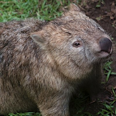 Simple wombats navigating a complicated world. They/them. Puns, opinions, memes. 30+. Minors = do not follow. Icon by shebalso @ flickr. https://t.co/VQjl1GLO7I