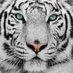 Ali Mohamed (@alimoha55808313) Twitter profile photo