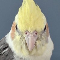 Sandy Schreiber Bratzel/birds rule!(@sandybratzel) 's Twitter Profileg