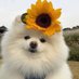 🌻 (@pyapyapyaaaaaaa) Twitter profile photo 🌻 (@pyapyapyaaaaaaa) Twitter profile photo