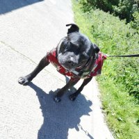 Ollie 🌈 & Ted & Piper & Draig (@olliethestaffy) 's Twitter Profile