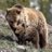 Grizzly Preservation