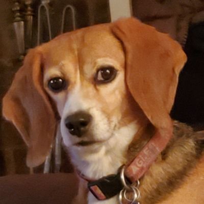 Life-long Dem. Rescue beagle parent. 20 yr IT pro. Threads beagles_wine