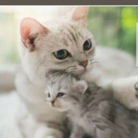Domestic Godmess (@melanieakroyd) 's Twitter Profile