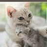 Melanieakroyd's profile picture. 💧🌊 Cat lover. Enthusiastic SJW. Bleeding heart liberal and proud of it. #FBR #FBPE #auspol 
💜💤🕯🖇🌏🍰🍹🐀🐱🦔