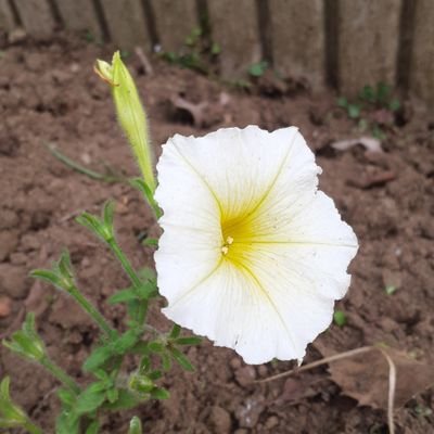 entei231's profile picture. 7歳&5歳子育て中
普通のサラリーマン
新潟大好き