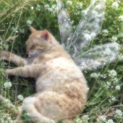 mine_shafts's profile picture. I MADE A PUBLIC TWITTER ACCOUNT SINCE MY MAIN ONE IS JUST FOR LURKING | HE/THEY | MINOR