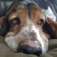 Celene McGirr (@celene_mcgirr) 's Twitter Profile