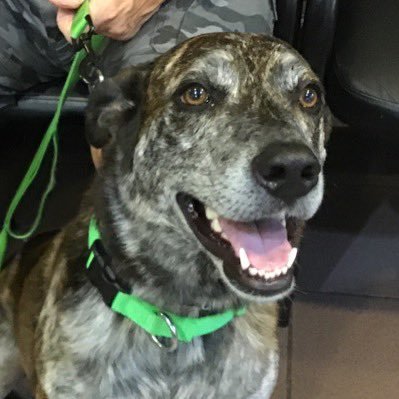 12_sportsfan's profile picture. USAF Veteran; Must fight to protect democracy and the Rule of Law; Dog lover; College Football Fan (Go Bucks)No DM’s