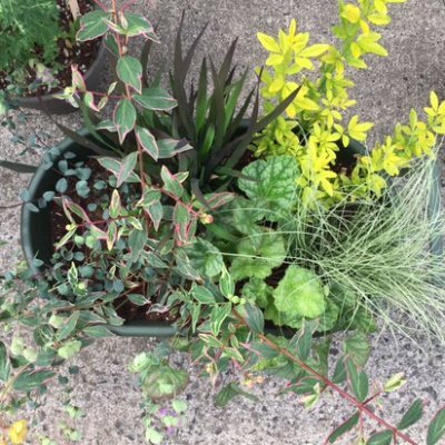 Juuli 中1息子の理科 植物のところ 一緒に教科書をみていたら 裸子植物 被子植物 単子葉類 双子葉類 コケにシダ すべて庭にあるじゃないと一緒に庭に出て確認を 私も当時は植物と天体はあまり興味が無かったなあと思い出す 今は違った見方が Juuli 中1息子の理科 植物のところ 一緒に教科書をみていたら 裸子植物 被子植物 単子葉類 双子葉類 コケにシダ すべて庭にあるじゃないと一緒に庭に出て確認を 私も当時は植物と天体はあまり興味が無かったなあと思い出す 今は違った見方が