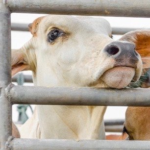 Townsville Against Live Export