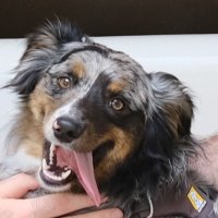 the goose is loose (@picklescoffee) 's Twitter Profile