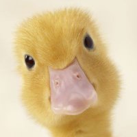 It's Me BDC (@talkaboutitbdc) 's Twitter Profile