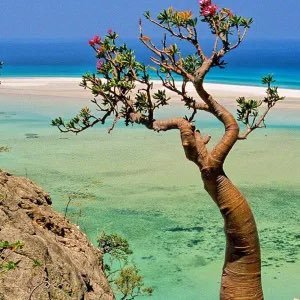 visit Socotra