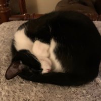 Cathy✨⭐️💫✨🌟✨💫⭐️✨ (@catorch) 's Twitter Profile