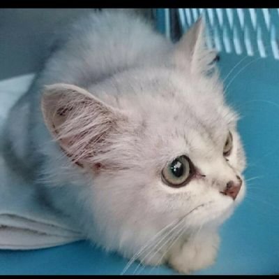 HsIMQHGZXNhpXew's profile picture. フォロバします😎　🇹🇷戦士、₿仮想通貨、株、Fxなんでもやります！
ネコの名前はオラフです。
あの冬のアニメとは関係ありません☃️

医療系メーカー勤務の兼業投資家
嫁1人子1人（2才）
FIRE🔥したい！豪邸欲しい！旅行がしたい！
煩悩を証拠金に変えて億ります！