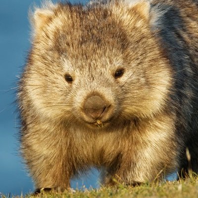 Twitter's sad little account about a guy who loves Wombats