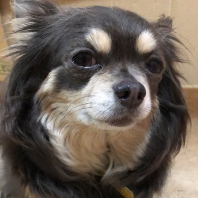 chokochoko33's profile picture. ポケポケとモンスト垢 最近ポケカ再燃！ アルジャンや高田村等の配信者の動画を結構見ます！ 無言フォロー失礼します！🙇‍♂️