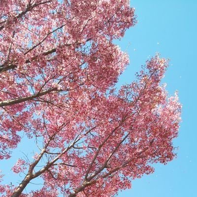 mein_aawaaz_hun's profile picture. 大学生｜インド=イスラーム文化｜インド映画(ヒンディー語多め)｜ジャッキー・チェン｜京劇