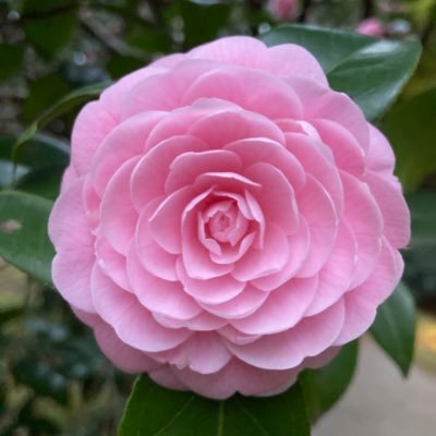 枇杷茶さんのプロフィール画像