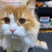 アラエル🍌ばなエル (@araerubanaeru) 's Twitter Profile Photo アラエル🍌ばなエル (@araerubanaeru) 's Twitter Profile Photo