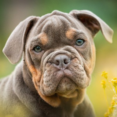 dog__breeder's profile picture. Your only source for professional dog reviews 
https://t.co/zx7ojQaQxc