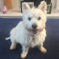 Helen Wallace 🏴󠁧󠁢󠁳󠁣󠁴󠁿🏴󠁧󠁢󠁷󠁬󠁳󠁿🇮🇪 (@hawdanoost) 's Twitter Profile Photo