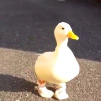 Ducky (@ltsducky) 's Twitter Profile