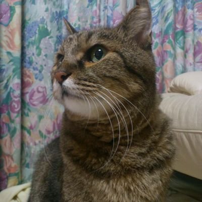 piVrB7VoyqhxlxM's profile picture. ラッキーになれるようにつぶやきます。