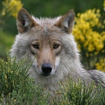 Les diamants sont trouvés seulement dans les endroits sombres de la terre. Les vérités sont trouvés seulement dans les profondeurs de la pensée. Victor Hugo.