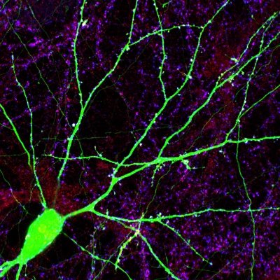 The neuronal microRNA research laboratory. @ETH_en