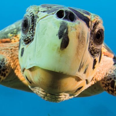 MrsTurtlesTurtl Profile Picture