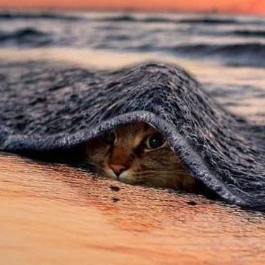 daichi15465086's profile picture. 