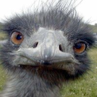 CaptBob2112 (@captbob2112) 's Twitter Profile