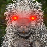 Joe Li₿ertarian (@joelibertarian1) 's Twitter Profile