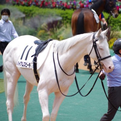 一口馬主を2015年から広尾TCメインでやってます。サブでシルク。ミラコハーバービューでカウントダウン四年連続継続確変。キャンプ、焚き火も大好き。のうがみまい推し。