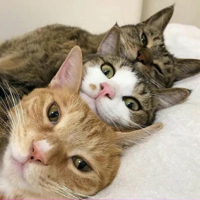 nangongbing's profile picture. Ⅰ摩羯座  Ⅱ 强迫症患者  Ⅲ伪宅  Ⅳ字幕组的渣渣  Ⅴ转发党  Ⅵ单身狗