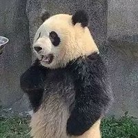 じじい (@pandaaaaaa_2) 's Twitter Profile
