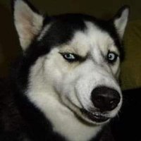 ダイエット@吉村明紘 (@yosshiy_aki6) 's Twitter Profile Photo