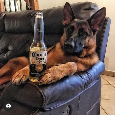 shenand54857200's profile picture. belajar