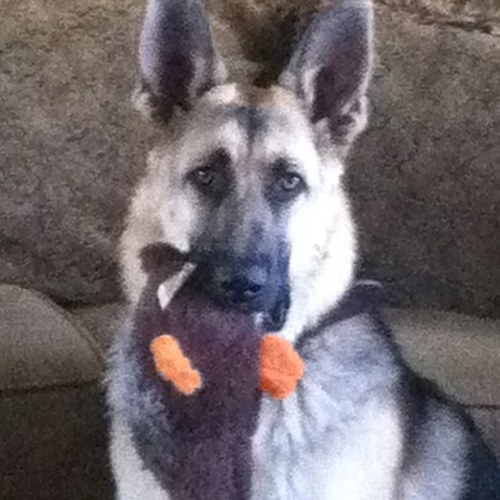 cstringham3's profile picture. 